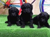 Resmi̇ Üreti̇ci̇den Si̇yah Toy Poodle Yavrular