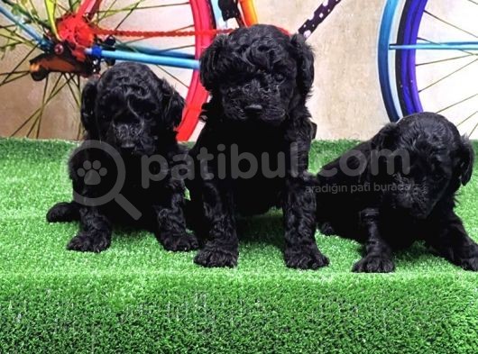 Resmi̇ Üreti̇ci̇den Si̇yah Toy Poodle Yavrular görsel