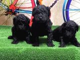 RESMİ ÜRETİCİDEN SİYAH TOY POODLE YAVRULAR