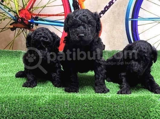 Resmi̇ Üreti̇ci̇den Si̇yah Toy Poodle Yavrular