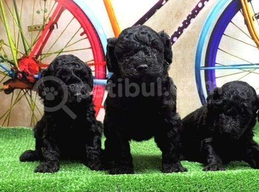 Resmi̇ Üreti̇ci̇den Si̇yah Toy Poodle Yavrular görsel