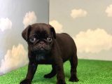 Si̇yah Erkek Pug Mops En Nadi̇r Renk