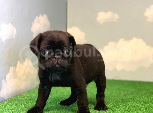 Si̇yah Erkek Pug Mops En Nadi̇r Renk görsel