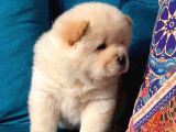 Panda suratlı aslanımız yeni yuvasını arıyor