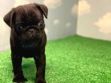 Si̇yah Erkek Pug Mops En Nadi̇r Renk