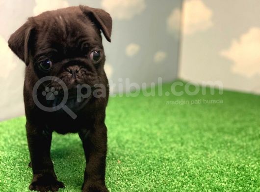 Si̇yah Erkek Pug Mops En Nadi̇r Renk görsel