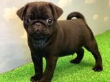 Si̇yah Erkek Pug Mops En Nadi̇r Renk