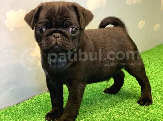 Si̇yah Erkek Pug Mops En Nadi̇r Renk görsel