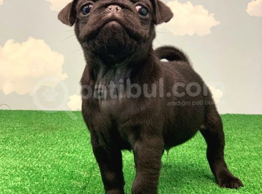 Si̇yah Erkek Pug Mops En Nadi̇r Renk görsel