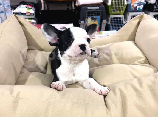 Vonalp Pet Garanti̇li̇ French Bulldog Yavrularimiz görsel