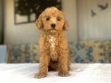 A Kali̇te Toy Poodle Bebekleri̇mi̇z Aşili