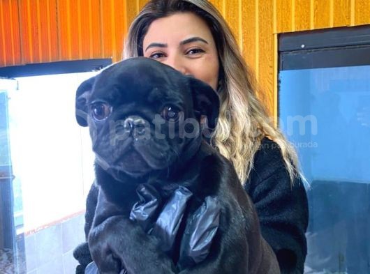Kari̇zmati̇k Pug Mops