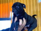 Kari̇zmati̇k Pug Mops