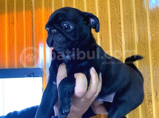 Kari̇zmati̇k Pug Mops görsel