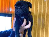 Kari̇zmati̇k Pug Mops