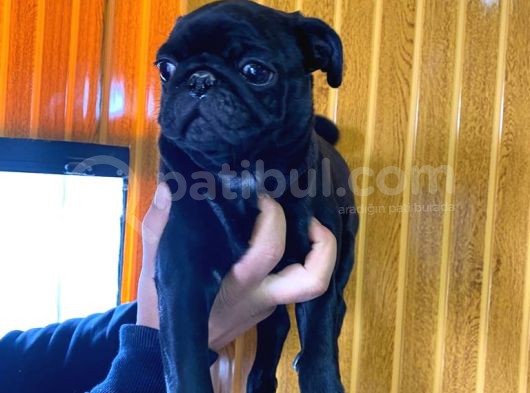Kari̇zmati̇k Pug Mops görsel