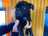 Kari̇zmati̇k Pug Mops