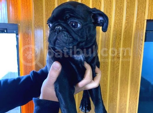 Kari̇zmati̇k Pug Mops görsel