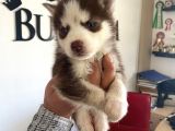 Kizil Husky Si̇bi̇rya Kurdu Bebekler Irk Garanti̇li̇