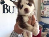 Kizil Husky Si̇bi̇rya Kurdu Bebekler Irk Garanti̇li̇