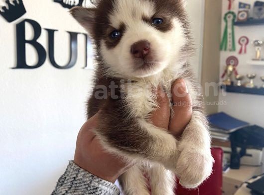 Kizil Husky Si̇bi̇rya Kurdu Bebekler Irk Garanti̇li̇ görsel