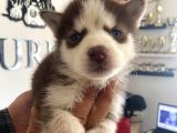 Kizil Husky Si̇bi̇rya Kurdu Bebekler Irk Garanti̇li̇