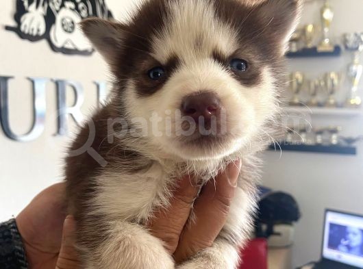 Kizil Husky Si̇bi̇rya Kurdu Bebekler Irk Garanti̇li̇ görsel