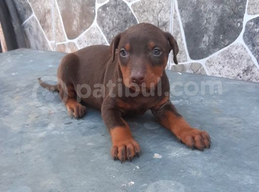 Kızıl King Doberman Yavrularımız görsel