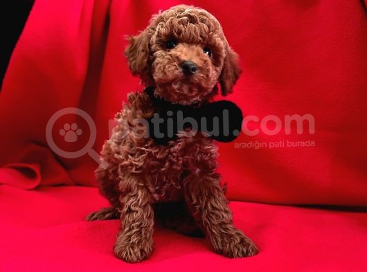 Red Brown Toy Poodle Yavrular görsel