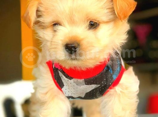 Turuncu Renk, Harika Maltipoo Yavrularımı