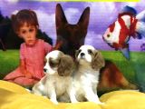 Vonalp Pet Garanti̇li̇ Cavali̇er Ki̇ng Charles Yavrularimiz