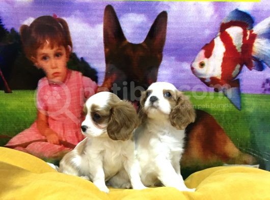 Vonalp Pet Garanti̇li̇ Cavali̇er Ki̇ng Charles Yavrularimiz görsel