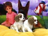 VONALP PET GARANTİLİ CAVALİER KİNG CHARLES YAVRULARIMIZ