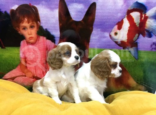 Vonalp Pet Garanti̇li̇ Cavali̇er Ki̇ng Charles Yavrularimiz
