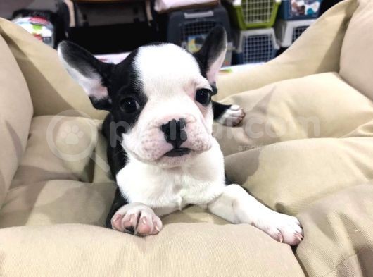 Vonalp Pet Garanti̇li̇ French Bulldog Yavrularimiz görsel