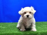 Maltese Terri̇er Yavru