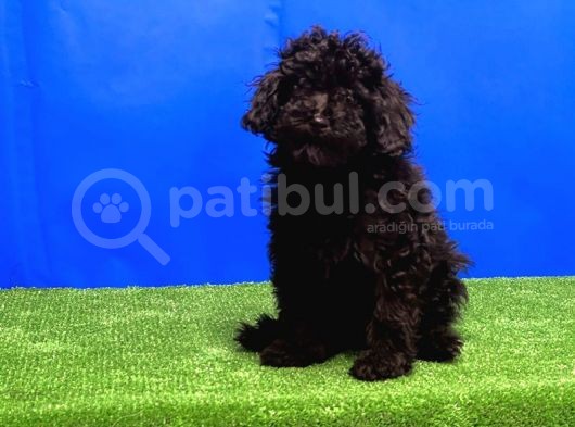 Si̇yah Toy Poodle Yavrular görsel