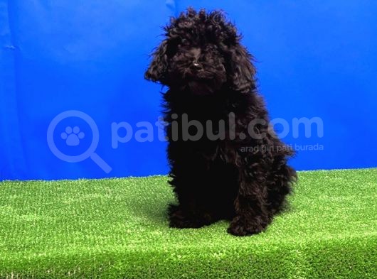 Si̇yah Toy Poodle Yavrular görsel