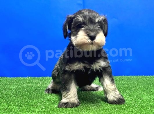 SALT AND PEPPER MİNYATÜR SCHNAUZER YAVRU