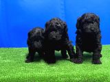 Mükemmel Kali̇tede Si̇yah Toy Poodle Yavru