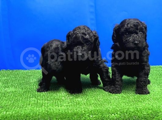 Mükemmel Kali̇tede Si̇yah Toy Poodle Yavru görsel