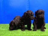 Mükemmel Kali̇tede Si̇yah Toy Poodle Yavru