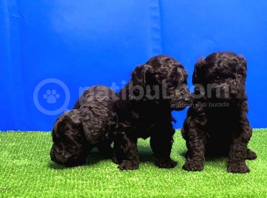 Mükemmel Kali̇tede Si̇yah Toy Poodle Yavru görsel