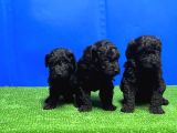 Mükemmel Kali̇tede Si̇yah Toy Poodle Yavru