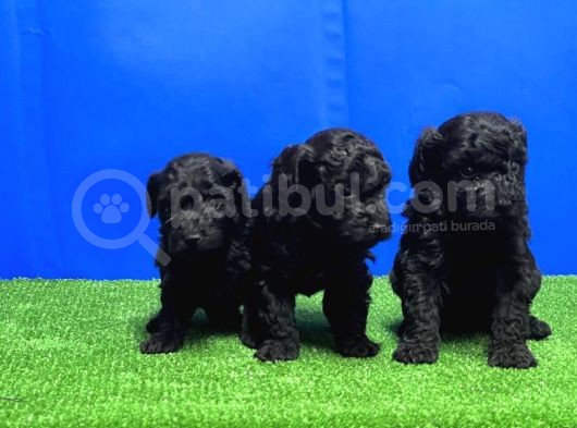 Mükemmel Kali̇tede Si̇yah Toy Poodle Yavru görsel