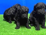 Mükemmel Kali̇tede Si̇yah Toy Poodle Yavru