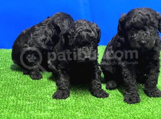 Mükemmel Kali̇tede Si̇yah Toy Poodle Yavru görsel