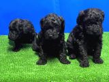 Mükemmel Kali̇tede Si̇yah Toy Poodle Yavru