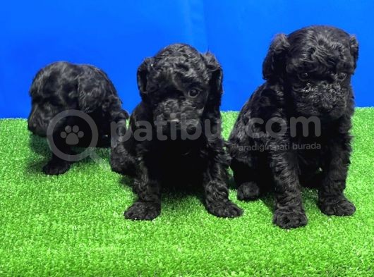 Mükemmel Kali̇tede Si̇yah Toy Poodle Yavru görsel