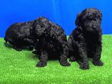 MÜKEMMEL KALİTEDE SİYAH TOY POODLE YAVRU